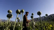 معینیت مبارزه با مواد مخدر: نمی‌گذاریم کسی کوکنار کشت و مواد مخدر قاچاق کند