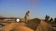 وزارت زراعت طالبان: افغانستان بیش از دو میلیون متریک تٌن گندم کمبود دارد